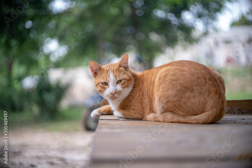 Portrait of ginger cat in the garden, close up Thai cat