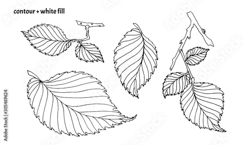 Set of hand drawn elm leaves in doodle style with black contour and white fill. Isolated nature vector illustration on white background photo