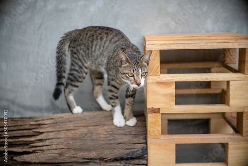 Portrait of striped cat at home, close up Thai cat 