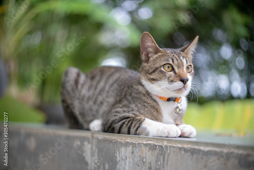 Portrait of striped cat at home, close up Thai cat 