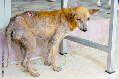 Mangy stray dogs on the street, homeless dog  