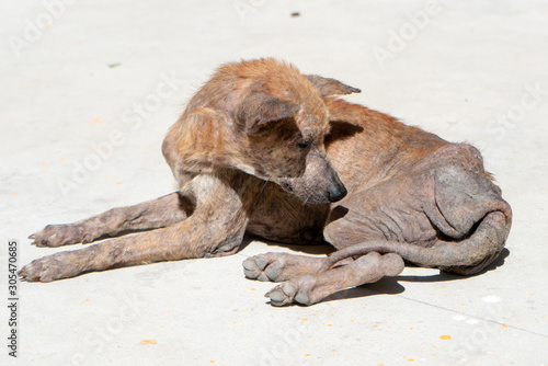 Fotografia Mangy stray dogs on the street, homeless dog