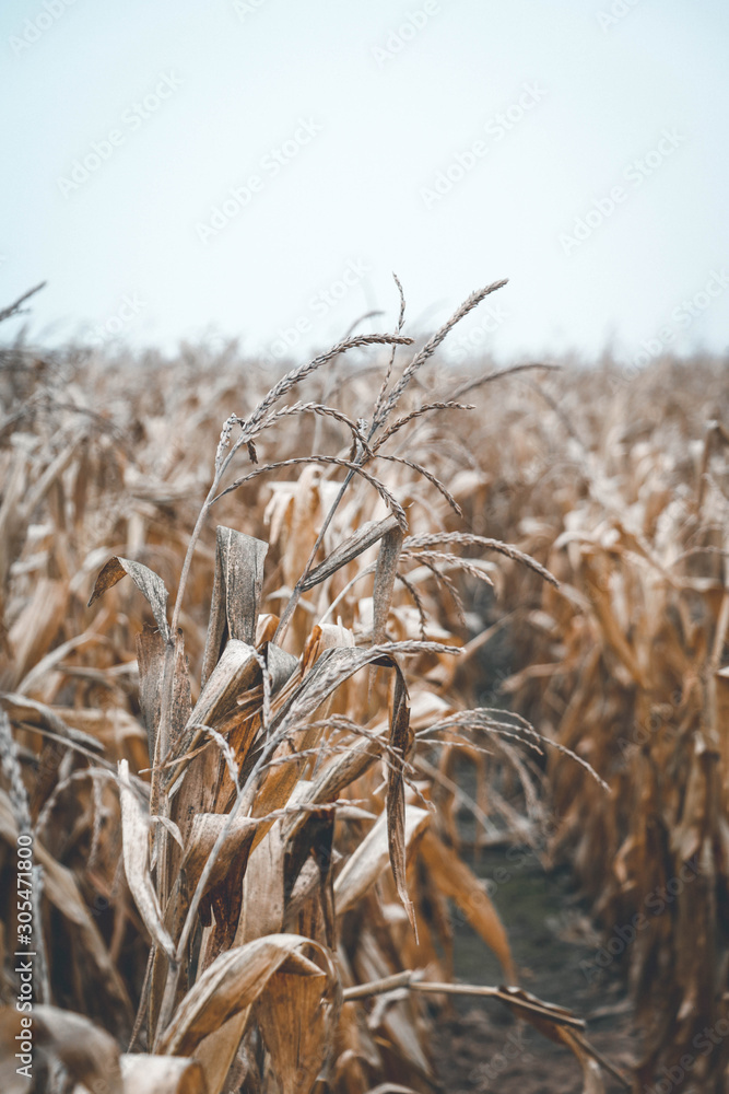 Fototapeta premium Autumn is here