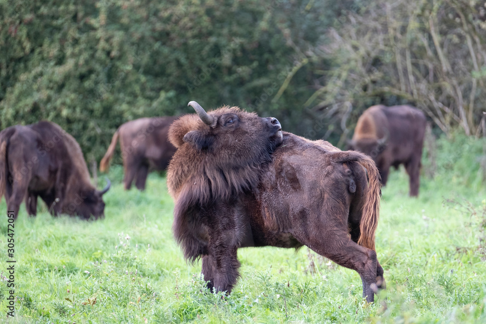 Wisent licks his back in the background more wisents Wisent licks his back in the background more wisents