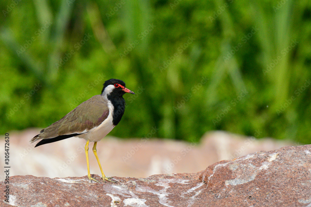 Red-wattled lapwing on rock at Ranganathittu Bird Sanctuary Red-wattled lapwing on rock at Ranganathittu Bird Sanctuary