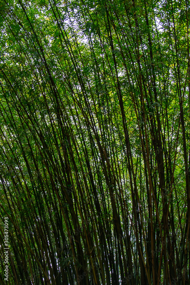 Fototapeta premium Plantação de bambu, amplamente utilizada na construção e culinária, por muitos da cultura chinesa