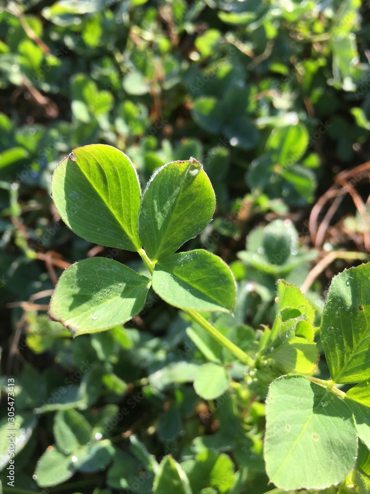 Beautiful four leaf clover for luck in the meadow Beautiful four leaf clover for luck in the meadow