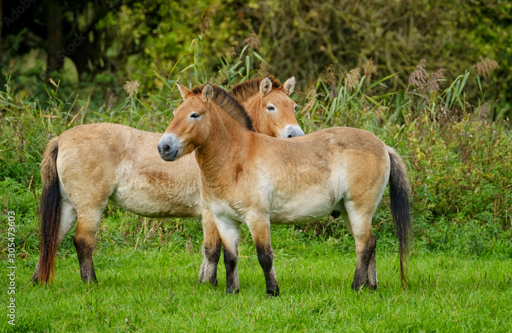Two yellow and black prewalski horses standing in a field together Two yellow and black prewalski horses standing in a field together