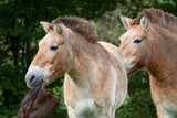 Two prewalski horses heads in side view, in a field with trees in the background