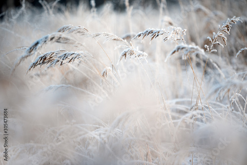 Frost covered bushgrasses, Calamagrostis epigejos, in winter landscape, selective focus and shallow depth of field