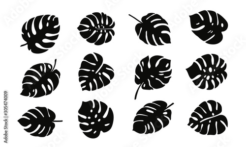 tropical leaves illustration. set of vector monstera leaves.