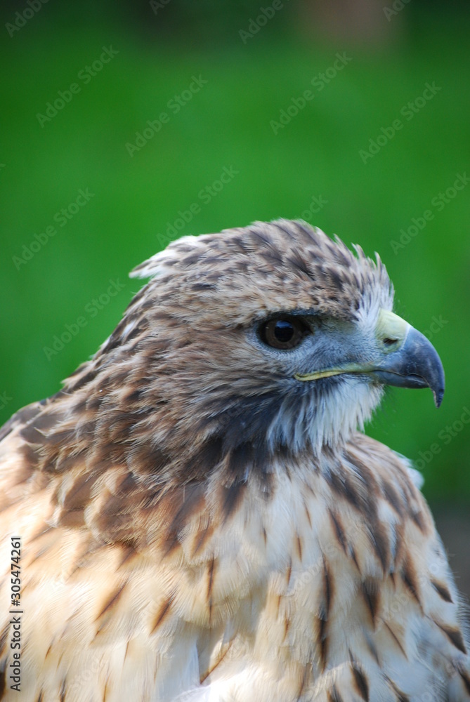 portrait of a hawk portrait of a hawk