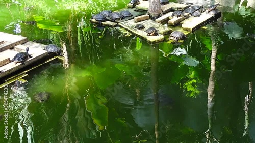Madrid, Spain. Turtles at the station Atocha.