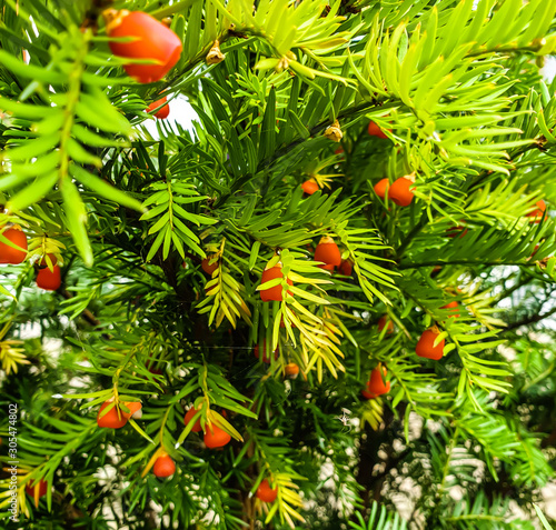 Fototapeta Naklejka Na Ścianę i Meble -  Natural Christmas tree - European Yew Tree