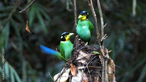 Long tailed broadbill bird in nauture