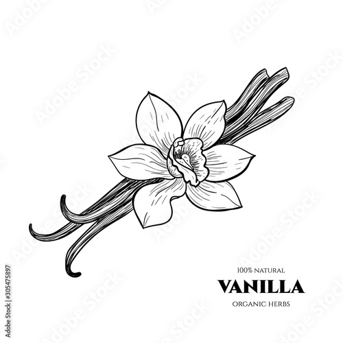 Vector vanilla  hand drawn sketch. Vintage style