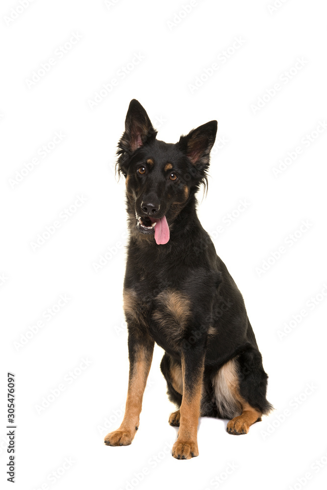 Sitting bohemian shepherd looking at the camera with mouth open isolated on a white background in a vertical image