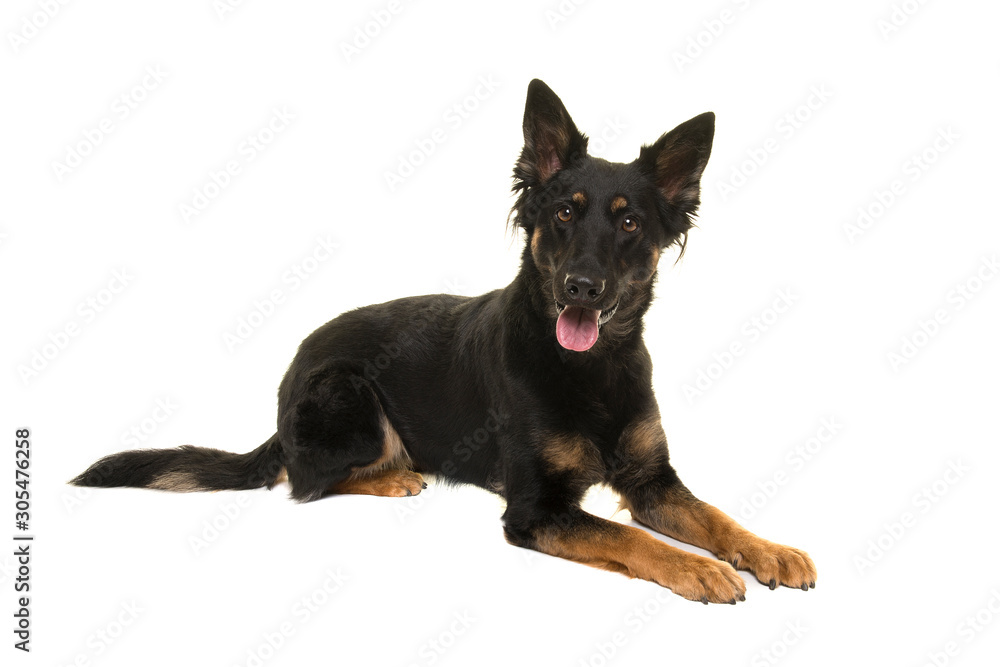 Bohemian shepherd lying down looking at the camera isolated on a white background Bohemian shepherd lying down looking at the camera isolated on a white background