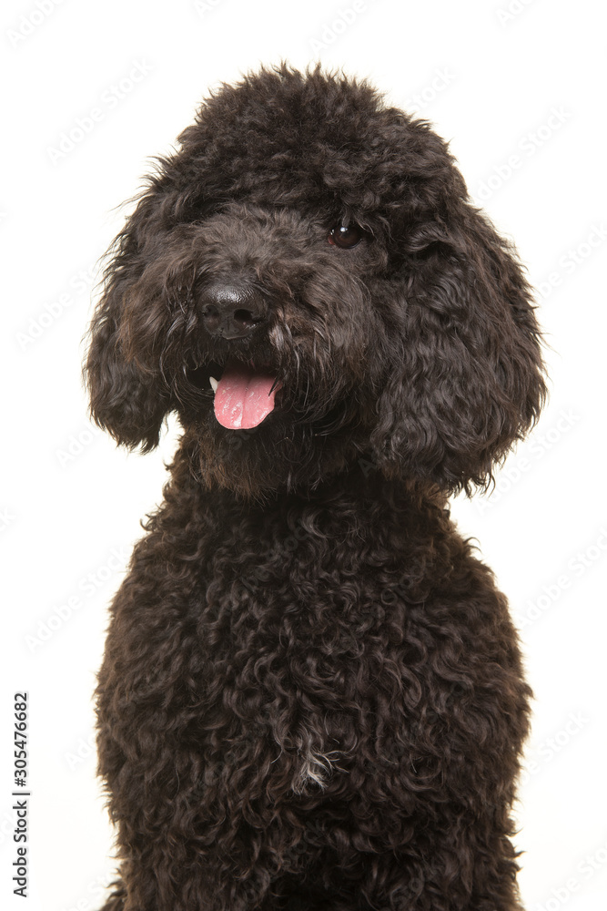 Portrait of a black labradoodle dog looking away isolated on a white background in a vertical image Portrait of a black labradoodle dog looking away isolated on a white background in a vertical image