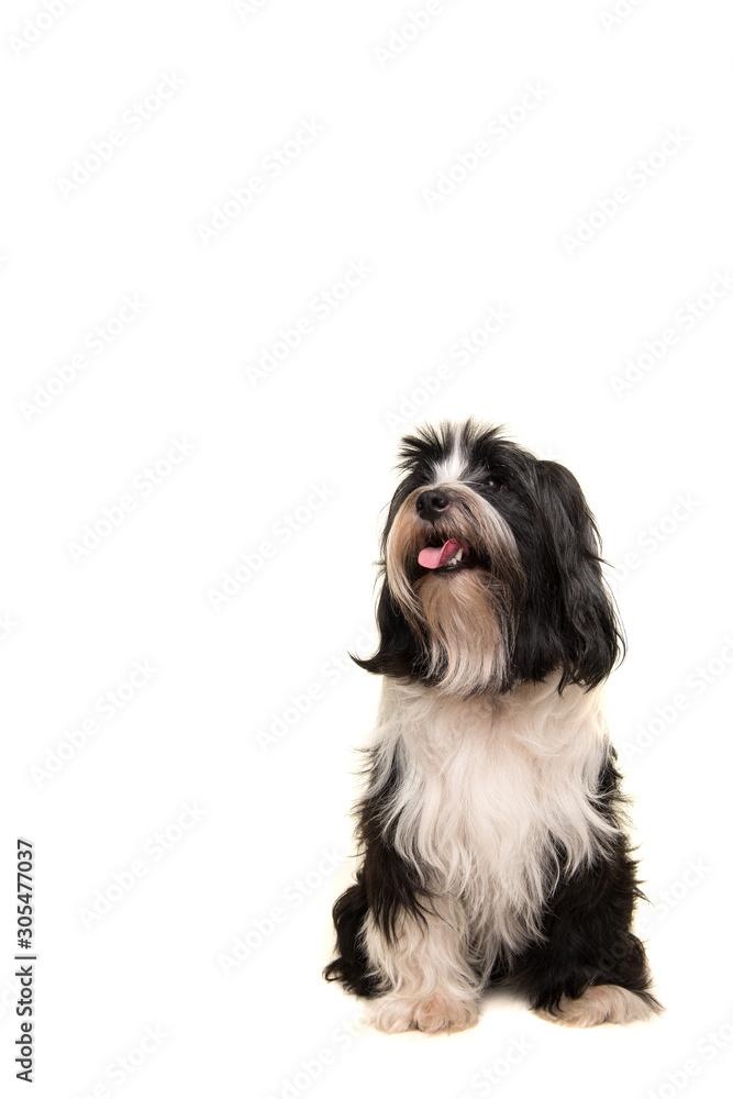 Sitting Tibetan terrier looking up isolated on a white background Sitting Tibetan terrier looking up isolated on a white background