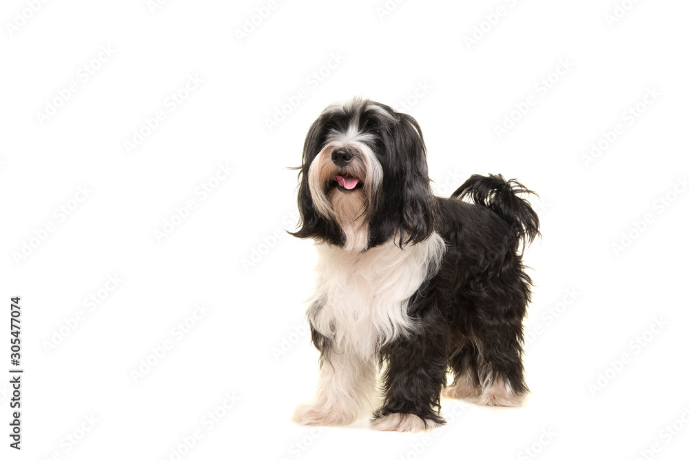 Tibetan terrier standing isolated on a white background