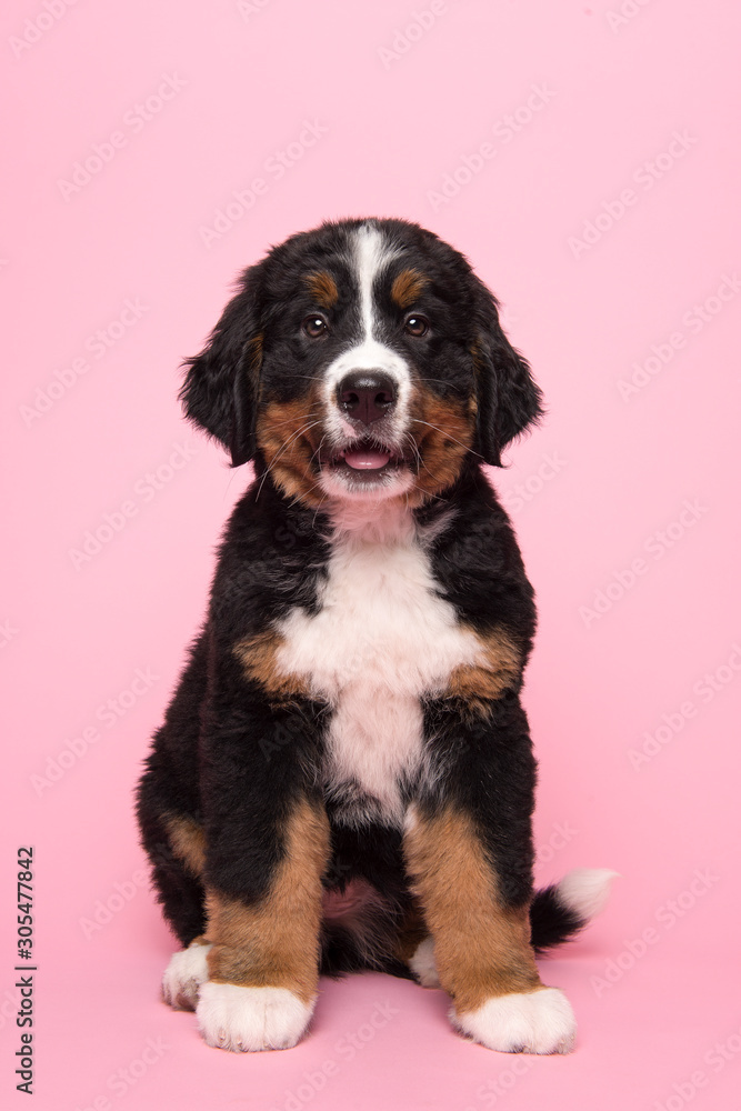 Cute Bernese Mountain dog sitting on a pink background with mouth open