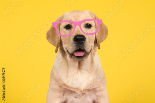 Portrait of a cute labrador retriever puppy on a yellow background wearing pink glasses