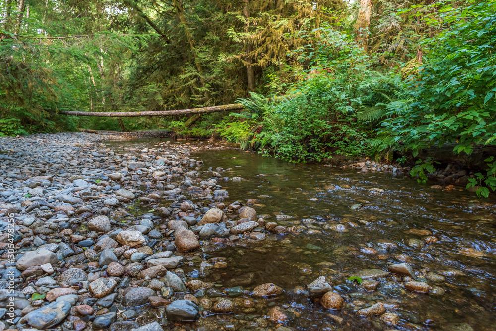 Small mountain creek in Vancouver, Canada. Long exposure water flow. - obrazy, fototapety, plakaty 