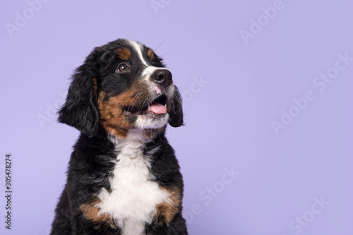 Fototapeta Portrait of a bernese mountain dog puppy looking up on a purple background