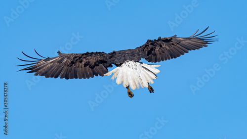 An American Bald Eagle in flight with wings and tail feathers spread.