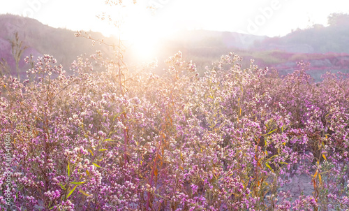 Autumn meadow flowers sunrise lilac purple blue field mountain sunset sunlight