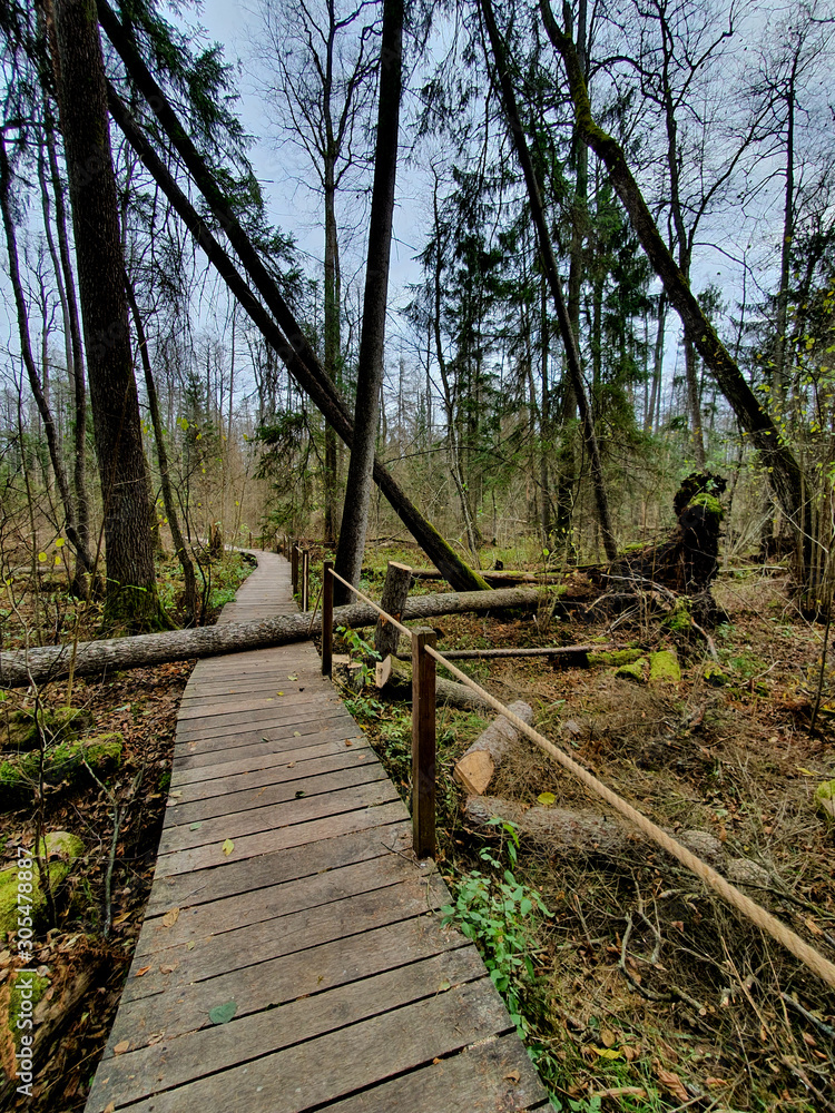 Fototapeta premium Kładka Żebra Żubra. Szlak pieszy. Trasa turystyczna. Białowieża, Podlasie, Polska.