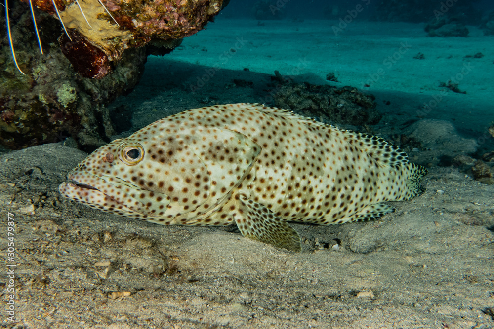 Fish swim in the Red Sea, colorful fish, Eilat Israel Fish swim in the Red Sea, colorful fish, Eilat Israel