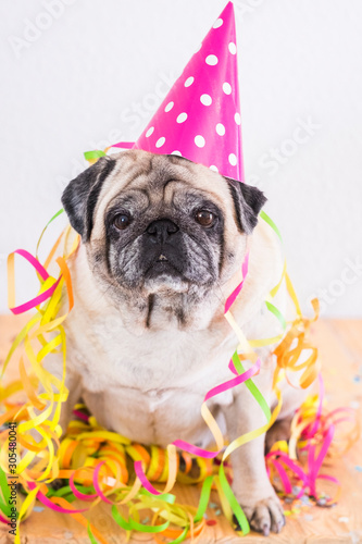 Funny old pug dog with carnival or generic celebration accessories on him - new year eve concept and holiday party time © simona