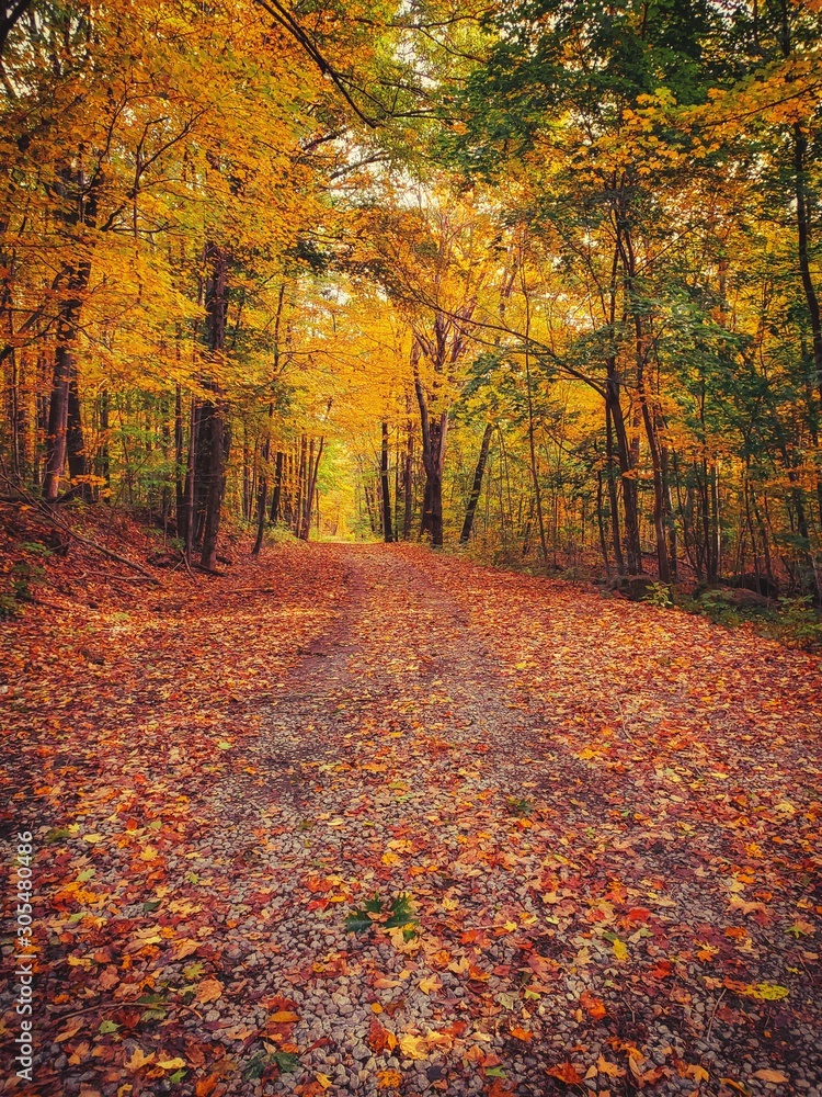 Fototapeta premium Leaves on a path
