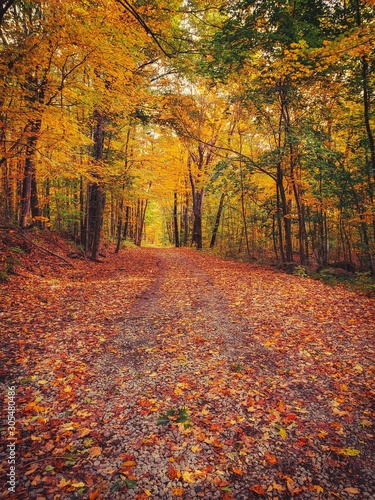 Leaves on a path © Belia
