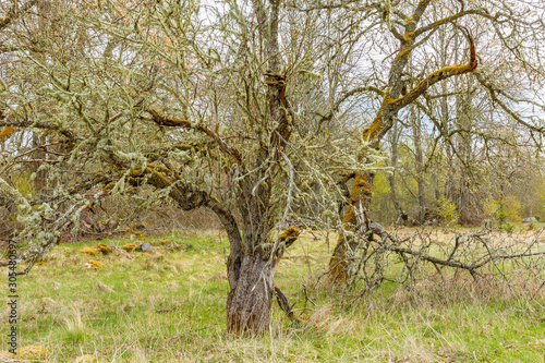 Old moss-covered fruit trees in an old deserted garden