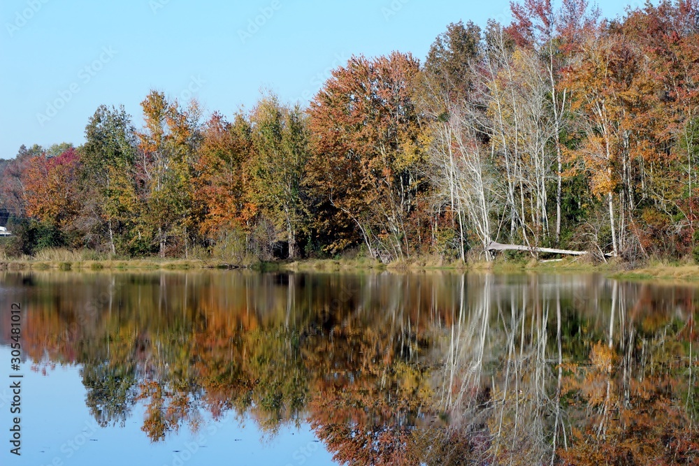 Obraz premium reflection of the trees in the pond