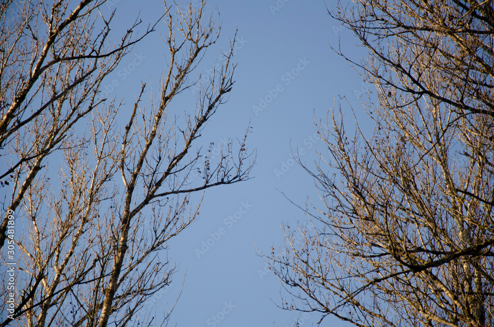 Obraz premium trees and blue sky