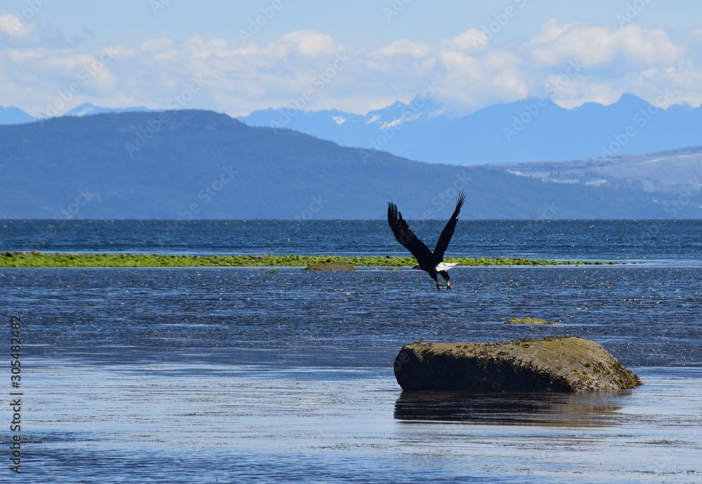 mature Bald Eagle flying low over the ocean, Brisitsh Coulumbia mainland mountains in the background, Comox Valley BC Canada 