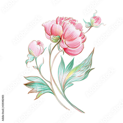 Watercolor illustration of a peony with buds.jpg