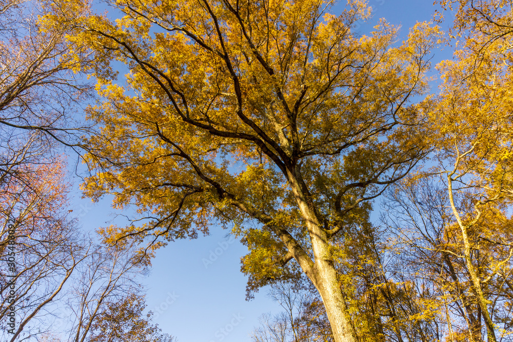 A walnut tree turns yellow in autumn A walnut tree turns yellow in autumn
