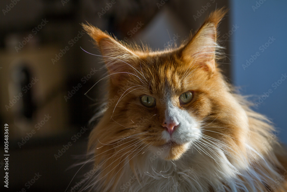 Fototapeta premium rote Maine Coon