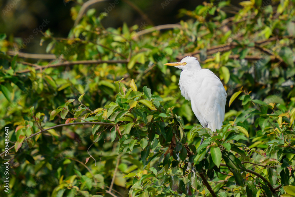 White Egret at Ranganathittu Bird Sanctuary White Egret at Ranganathittu Bird Sanctuary