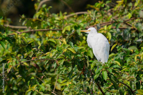 White Egret at Ranganathittu Bird Sanctuary