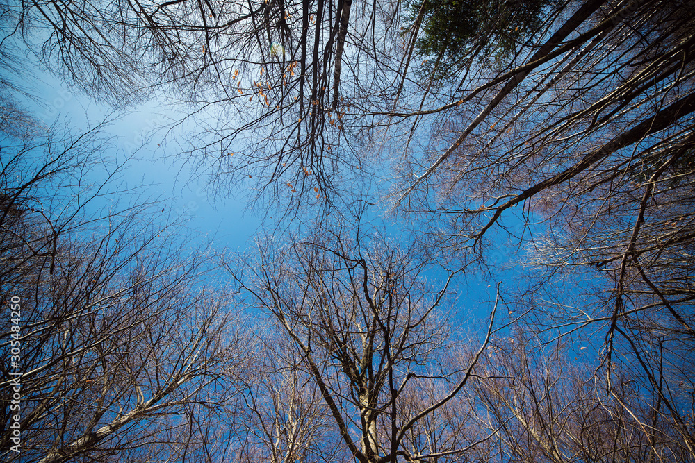 Bare trees over blue sky background. Forest landscape in cold sunny day in winter or early spring Bare trees over blue sky background. Forest landscape in cold sunny day in winter or early spring