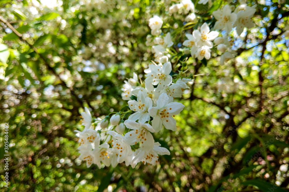 blossom apple tree. Apple flowers close-up. nature