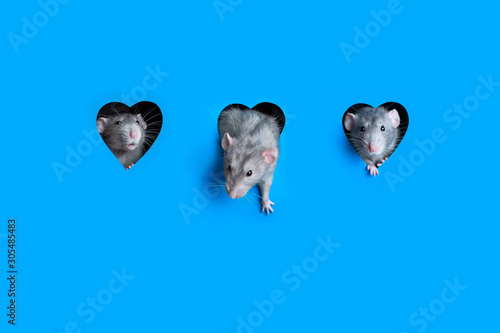 Three cute funny rats are looking out of a heart-shaped hole in blue paper. The rat is a symbol of 2020. Copy space
