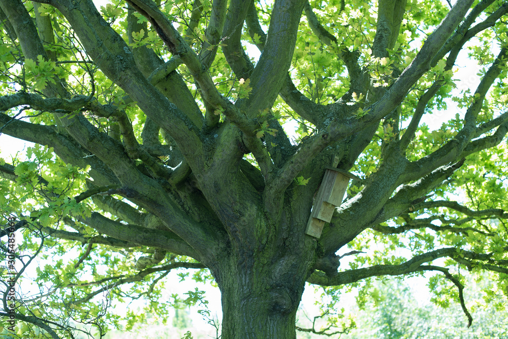 Obraz premium Part of a beautiful green oak tree with bird nesting box