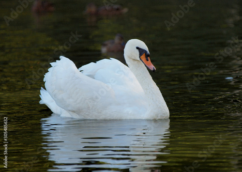 Beautiful white swan amid water surface